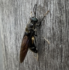 Hermetia illucens (American Soldier Fly) at Queanbeyan, NSW - 12 Apr 2022 by Bugologist