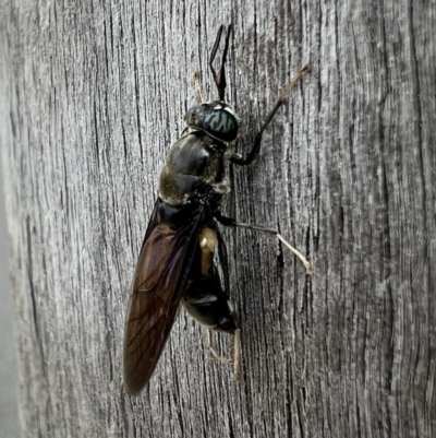 Hermetia illucens (American Soldier Fly) at Queanbeyan, NSW - 12 Apr 2022 by Bugologist