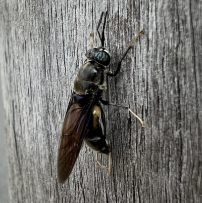 Hermetia illucens (American Soldier Fly) at Queanbeyan, NSW - 12 Apr 2022 by FeralGhostbat