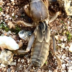 Gryllotalpa australis (Mole cricket) at Beechworth, VIC - 12 Apr 2022 by micosaus