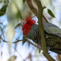 Callocephalon fimbriatum (Gang-gang Cockatoo) at Uriarra Village, ACT - 12 Apr 2022 by hughagan