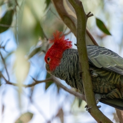 Callocephalon fimbriatum (Gang-gang Cockatoo) at Uriarra Village, ACT - 12 Apr 2022 by hughagan