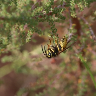 Vespula germanica (German Yellowjacket Wasp (also known as European Wasp)) at Albury, NSW - 12 Apr 2022 by KylieWaldon