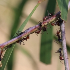 Iridomyrmex purpureus (Meat Ant) at Albury, NSW - 11 Apr 2022 by KylieWaldon