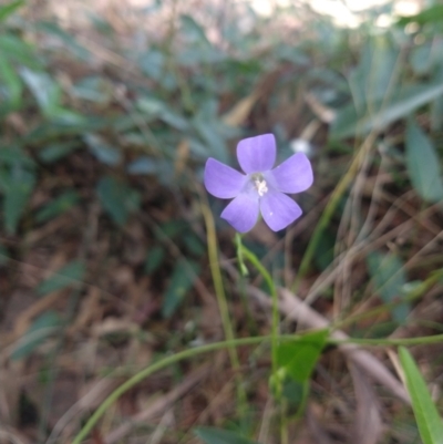 Wahlenbergia capillaris (Tufted Bluebell) at Greenleigh, NSW - 13 Apr 2022 by LyndalT