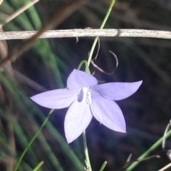 Wahlenbergia capillaris at Greenleigh, NSW - 13 Apr 2022 12:00 PM