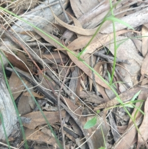 Wahlenbergia capillaris at Greenleigh, NSW - 13 Apr 2022 12:00 PM