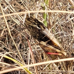 Gastrimargus musicus at Paddys River, ACT - 12 Apr 2022