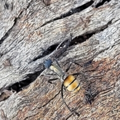 Polyrhachis ammon (Golden-spined Ant, Golden Ant) at Paddys River, ACT - 12 Apr 2022 by trevorpreston