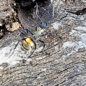 Polyrhachis ammon at Paddys River, ACT - 12 Apr 2022 01:39 PM