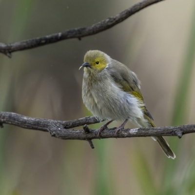 Ptilotula penicillata (White-plumed Honeyeater) at Bellmount Forest, NSW - 12 Apr 2022 by trevsci