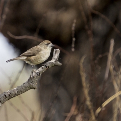 Aphelocephala leucopsis (Southern Whiteface) at Bellmount Forest, NSW - 12 Apr 2022 by trevsci