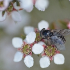 Dasybasis sp. (genus) (A march fly) at Wamboin, NSW - 6 Nov 2021 by natureguy