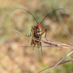 Chorista australis (Autumn scorpion fly) at Rugosa - 12 Apr 2022 by SenexRugosus