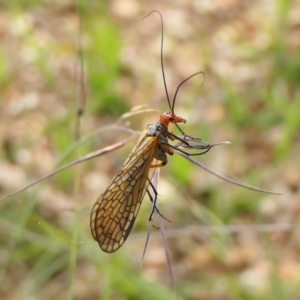 Chorista australis at Yass River, NSW - 12 Apr 2022