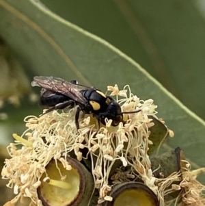 Leioproctus (Leioproctus) irroratus at Acton, ACT - 12 Apr 2022