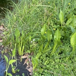 Sagittaria platyphylla at Acton, ACT - 12 Apr 2022