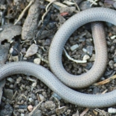 Aprasia parapulchella (Pink-tailed Worm-lizard) at Mount Jerrabomberra - 12 Apr 2022 by TmacPictures