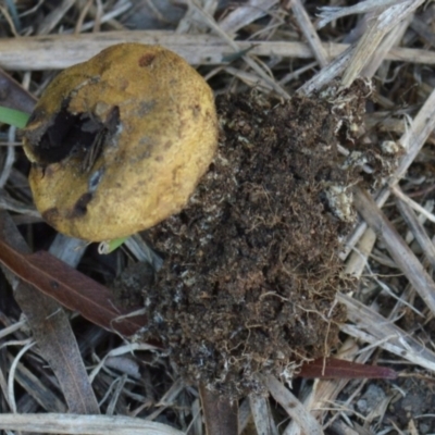 Scleroderma sp. (Scleroderma) at Jerrabomberra, NSW - 12 Apr 2022 by Tmac