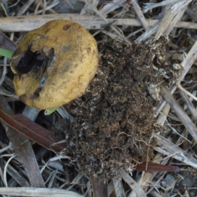 Scleroderma sp. (Scleroderma) at Mount Jerrabomberra - 12 Apr 2022 by TmacPictures