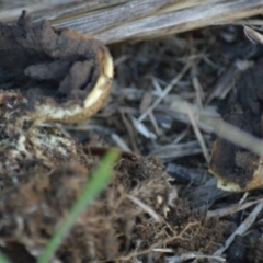 Scleroderma sp. at Jerrabomberra, NSW - 12 Apr 2022