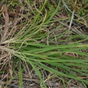 Scleroderma sp. at Jerrabomberra, NSW - 12 Apr 2022