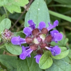 Prunella vulgaris (Self-heal, Heal All) at Paddys River, ACT - 12 Apr 2022 by SteveBorkowskis