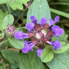 Prunella vulgaris at Paddys River, ACT - 12 Apr 2022 01:01 PM