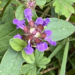 Prunella vulgaris at Paddys River, ACT - 12 Apr 2022 01:01 PM