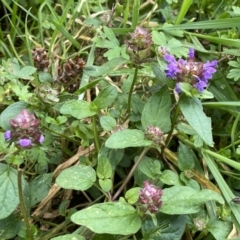 Prunella vulgaris at Paddys River, ACT - 12 Apr 2022