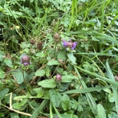 Prunella vulgaris at Paddys River, ACT - 12 Apr 2022