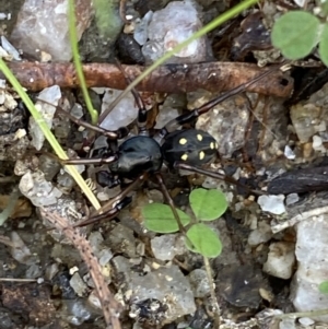 Zodariidae (family) at Paddys River, ACT - 12 Apr 2022