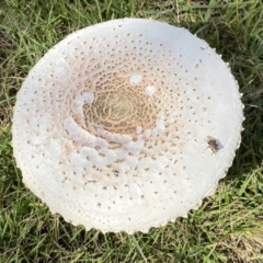 Chlorophyllum/Macrolepiota sp. (genus) at Paddys River, ACT - 12 Apr 2022 by SteveBorkowskis