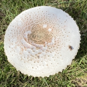 Chlorophyllum/Macrolepiota sp. (genus) at Paddys River, ACT - 12 Apr 2022 01:40 PM