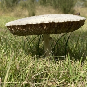 Chlorophyllum/Macrolepiota sp. (genus) at Paddys River, ACT - 12 Apr 2022 01:40 PM