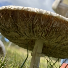 Chlorophyllum/Macrolepiota sp. (genus) at Paddys River, ACT - 12 Apr 2022 01:40 PM