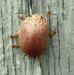 Paropsis atomaria (Eucalyptus leaf beetle) at Paddys River, ACT - 12 Apr 2022 by SteveBorkowskis