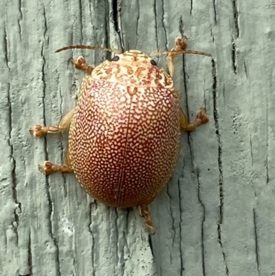 Paropsis atomaria (Eucalyptus leaf beetle) at Paddys River, ACT - 12 Apr 2022 by Steve_Bok