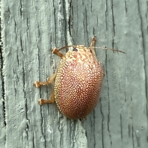 Paropsis atomaria at Paddys River, ACT - 12 Apr 2022 01:54 PM