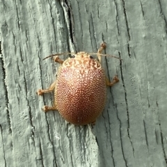 Paropsis atomaria at Paddys River, ACT - 12 Apr 2022 01:54 PM