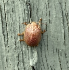 Paropsis atomaria at Paddys River, ACT - 12 Apr 2022