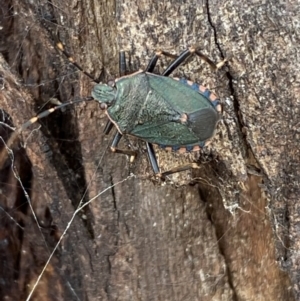 Notius depressus at Paddys River, ACT - 12 Apr 2022