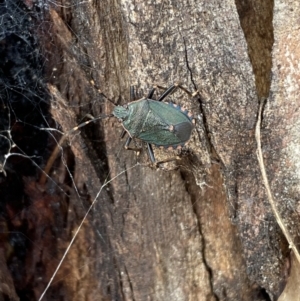 Notius depressus at Paddys River, ACT - 12 Apr 2022