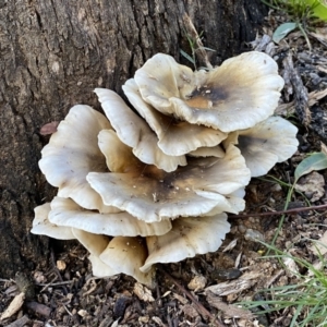 Omphalotus nidiformis at Paddys River, ACT - 12 Apr 2022