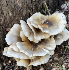 Omphalotus nidiformis at Paddys River, ACT - 12 Apr 2022