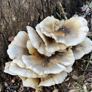 Omphalotus nidiformis at Paddys River, ACT - 12 Apr 2022