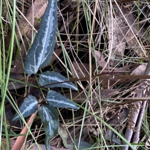 Clematis aristata at Paddys River, ACT - 12 Apr 2022 02:47 PM