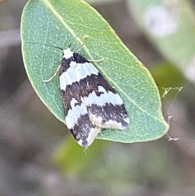 Halone sejuncta (Variable Halone) at Tidbinbilla Nature Reserve - 12 Apr 2022 by Steve_Bok