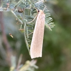Palaeosia undescribed species at Paddys River, ACT - 12 Apr 2022 by SteveBorkowskis