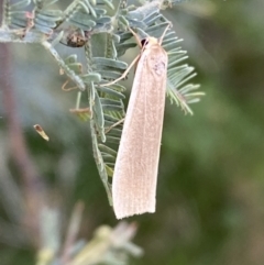 Palaeosia undescribed species at Paddys River, ACT - 12 Apr 2022 by Steve_Bok